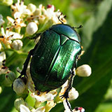  Jewel Beetle 