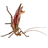  Jungle Nymph 