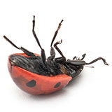  Ladybug 