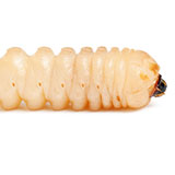  Larva 