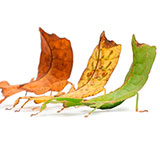  Leaf Bug 