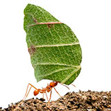  Leaf Cutter 