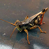  Locust 