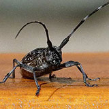  Longhorn 