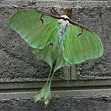  Luna Moth 
