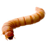 Maggot 