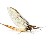  Mayfly 