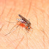  Midge 