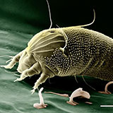  Mite 