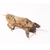  Mole Cricket 