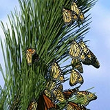  Monarch 