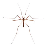  Mosquito Hawk 
