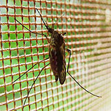  Mosquito 