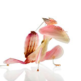  Orchid Mantis 