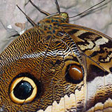 Owl Butterfly 