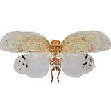  Planthopper 