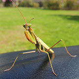  Praying Mantis 