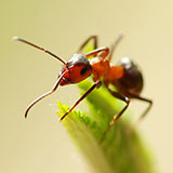  Red Ant 