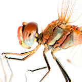  Red Dragonfly 