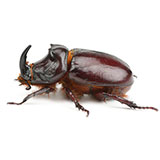  Rhino Beetle 
