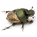  Rose Chafers 