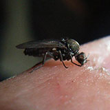 Sandflea 