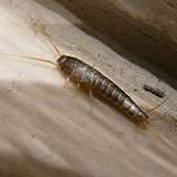  Silverfish 