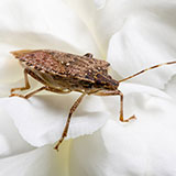  Stink Bug 