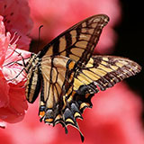  Swallowtail 