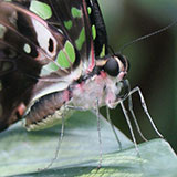  Tailed Jay 