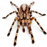  Tarantula 