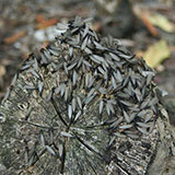  Termites 
