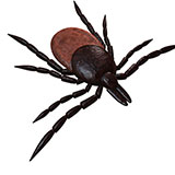  Tick 