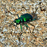 Tiger Beetle 