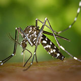 Tiger Mosquito 