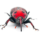  Weevil 