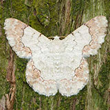  White Moth 