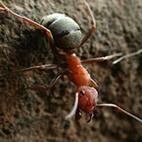  Wood Ant 