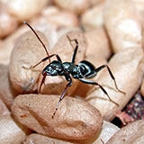  Worker Ant 