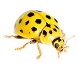  Yellow Ladybug 