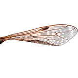  Entomology 