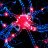  Nerve Cell 