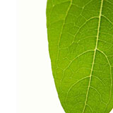  Photosynthesis 