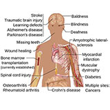  Stem Cells 