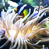  Anemone 