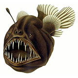  Anglerfish 