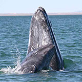  Baleen Whale 