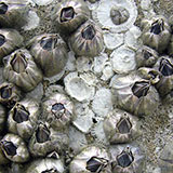  Barnacles 