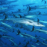  Barracuda 