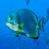  Batfish 